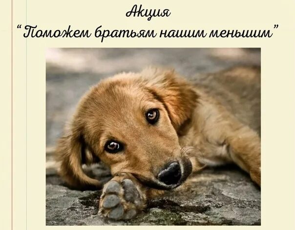 Поможем друзьям нашим меньшим. Поможем друзьям нашим меньшим.